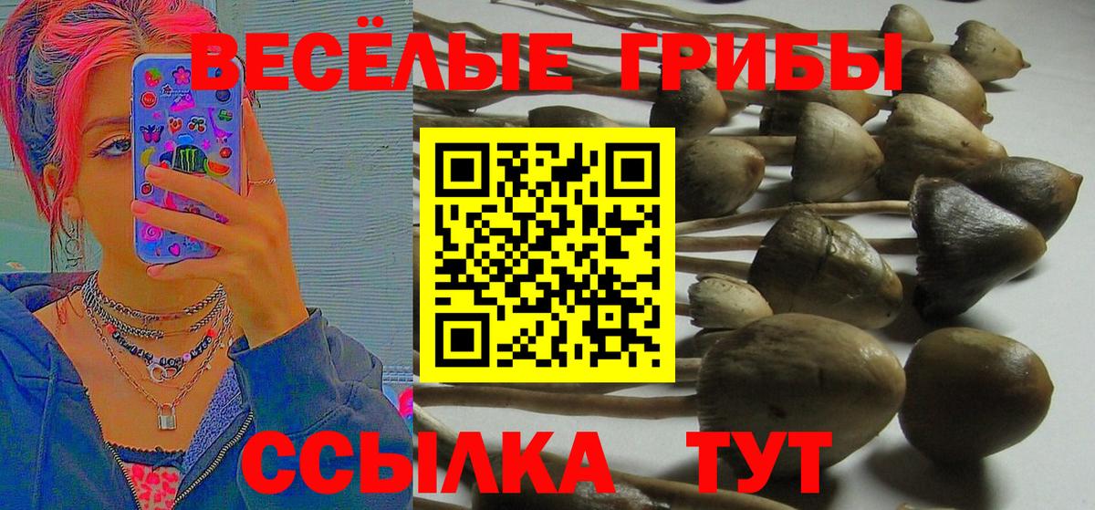 Галлюциногенные грибы Psilocybe Кизилюрт